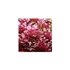 3 obrázok firmy FLEURIADA S.R.O.BRATISLAVA v Bratislava BL