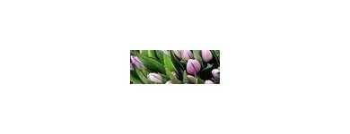 1 obrázok firmy FLEURIADA S.R.O.BRATISLAVA v Bratislava BL