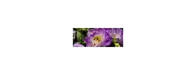 2 obrázok firmy FLEURIADA S.R.O.BRATISLAVA v Bratislava BL