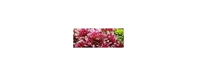 3 obrázok firmy FLEURIADA S.R.O.BRATISLAVA v Bratislava BL