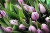 1 obrázok firmy FLEURIADA S.R.O.BRATISLAVA