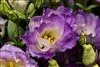 2 obrázok firmy FLEURIADA S.R.O.BRATISLAVA